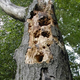 Illustration for article titled Genetically-Engineered Trees Can Dissolve Themselves into Fuel